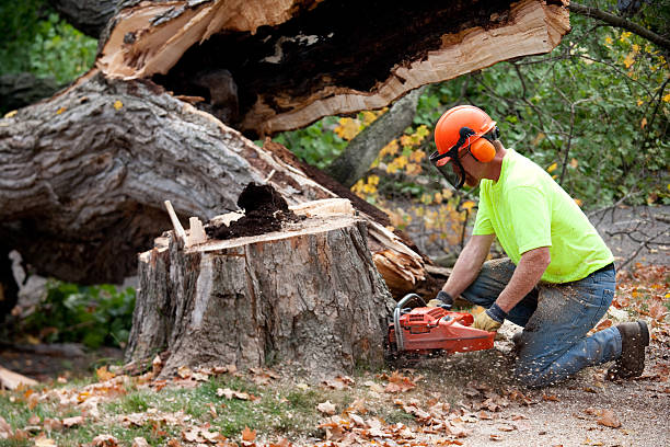 Berlin, NH  Tree Services Company